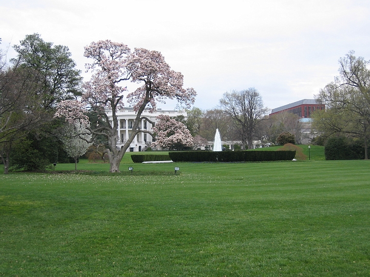 Favorite Destinations/Washington, DC/06 Cherry blossoms, White House